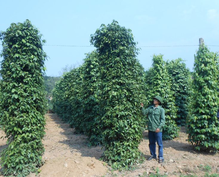 Điểm sáng trong công tác xây dựng Đảng vững mạnh ở cơ sở