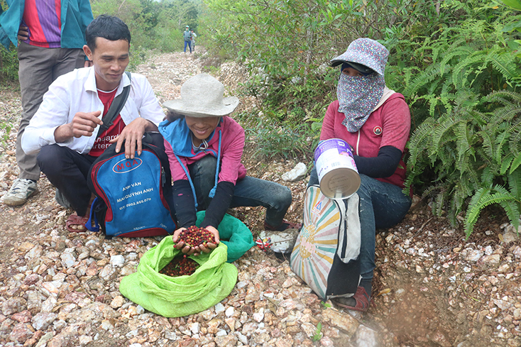 Lên dãy Hoành Sơn lấy... "lộc trời"!