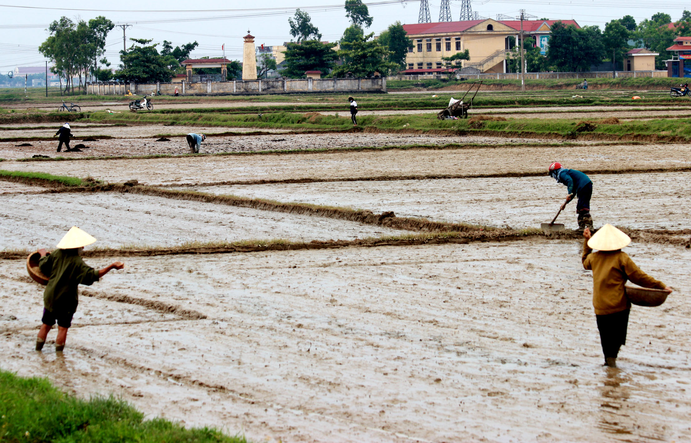 Cánh đồng với mẹ