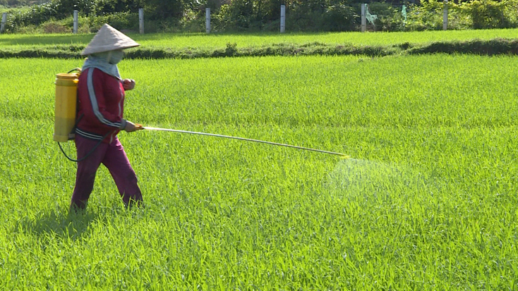Lệ Thủy: Có 448 ha lúa bị nhiễm bệnh đạo ôn