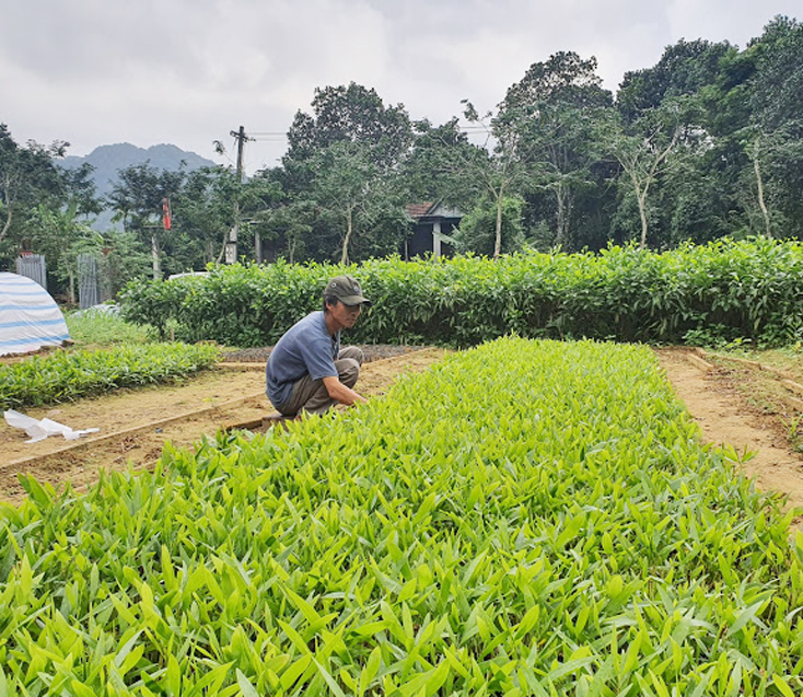 Bố Trạch: Thu nhập ổn định từ mô hình sản xuất giống cây lâm nghiệp