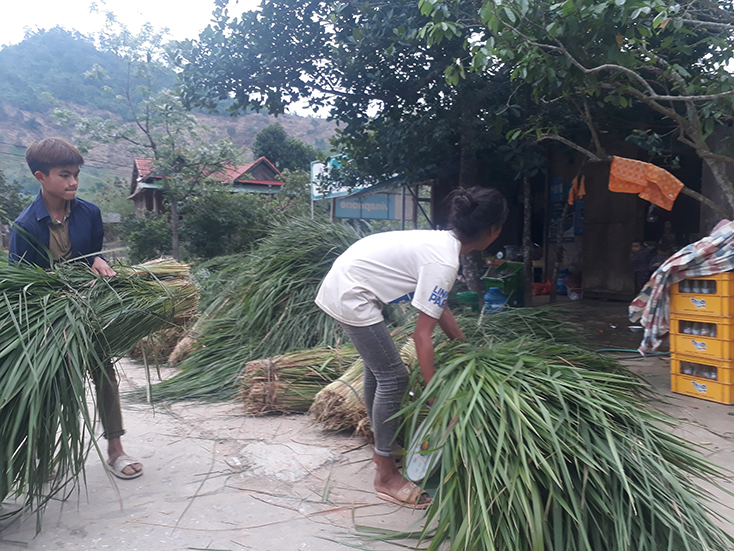 Người dân Trọng Hóa thêm thu nhập từ cỏ tranh rừng