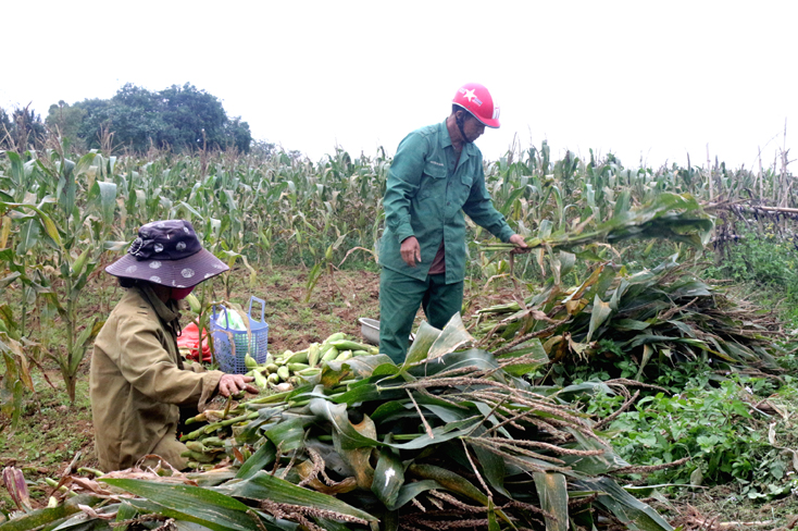 Quảng Ninh: Tỷ lệ hộ nghèo giảm còn 4,04%