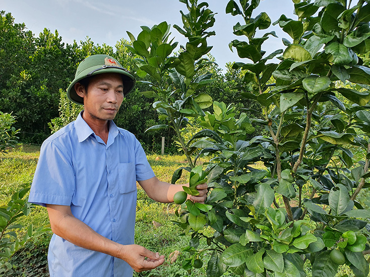 Lệ Thủy: Phá "thế độc canh" của rừng trồng!