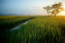 Giáp hạt