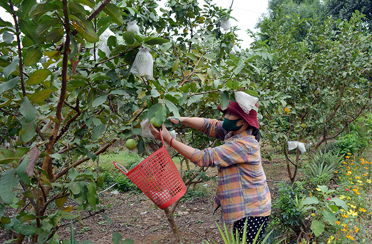 Trăn trở vùng đồi