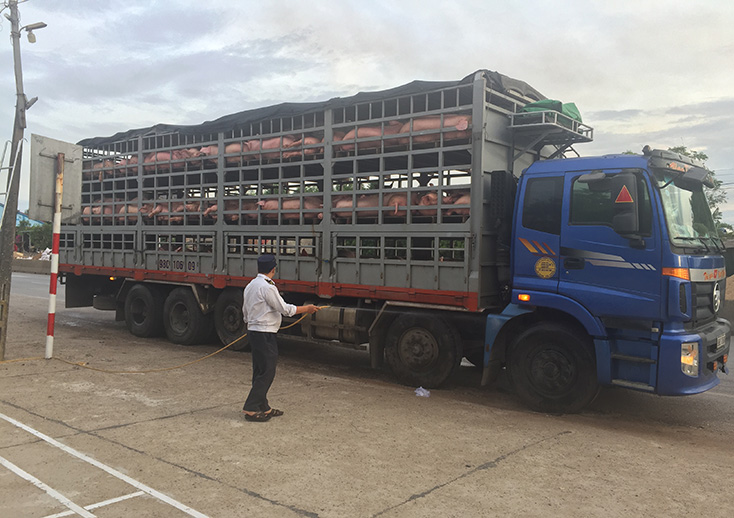 Quảng Bình thông báo hết dịch tả lợn châu Phi