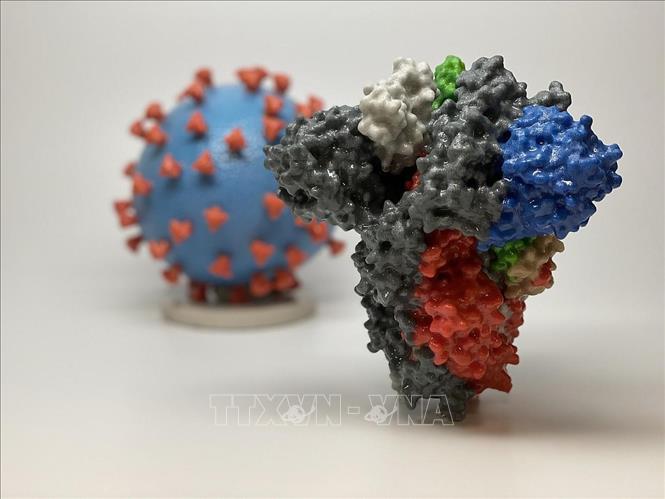 Các nhà khoa học Australia chụp ảnh 3D virus SARS-COV-2