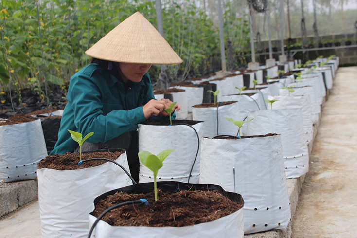 Thúc đẩy sản xuất, chủ động ứng phó với khó khăn