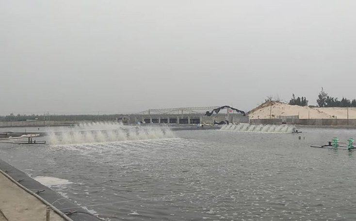 Quảng Ninh: Phát sinh dịch bệnh đốm trắng trên tôm nuôi