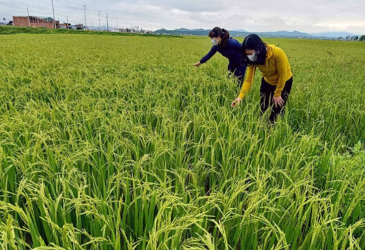 Thị xã Ba Đồn: 205 ha lúa đông-xuân bị sâu bệnh và chuột phá hoại