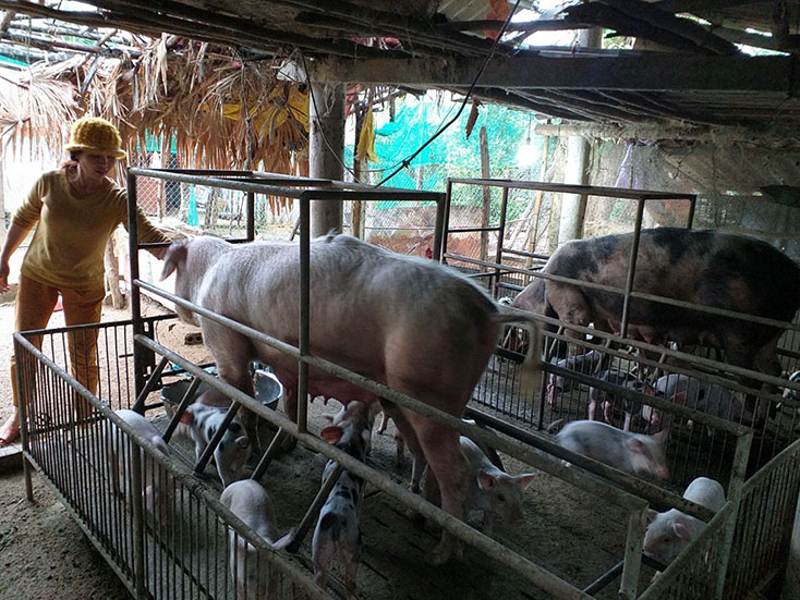 Đồng hành cùng phụ nữ thoát nghèo
