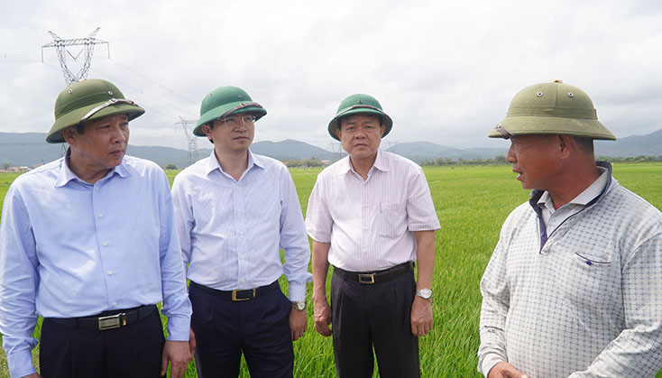 Giấc mơ "gạo không hóa chất"
