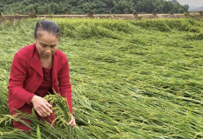Bố Trạch: Mưa gió làm rạp đổ trên 150 ha lúa đông - xuân