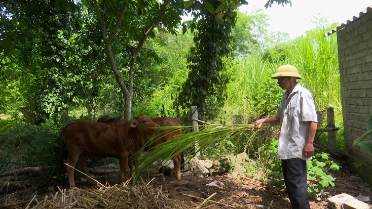 Cựu chiến binh thị xã Ba Đồn giúp nhau phát triển kinh tế