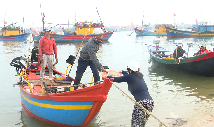 Bố Trạch vào mùa khai thác mực