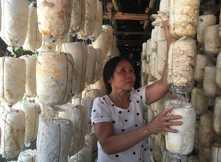 Tạo sinh kế cho phụ nữ Hải Ninh từ cây nấm