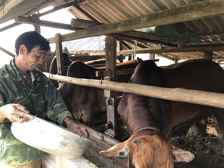 Minh Hóa: Thoát nghèo từ nuôi bò vỗ béo