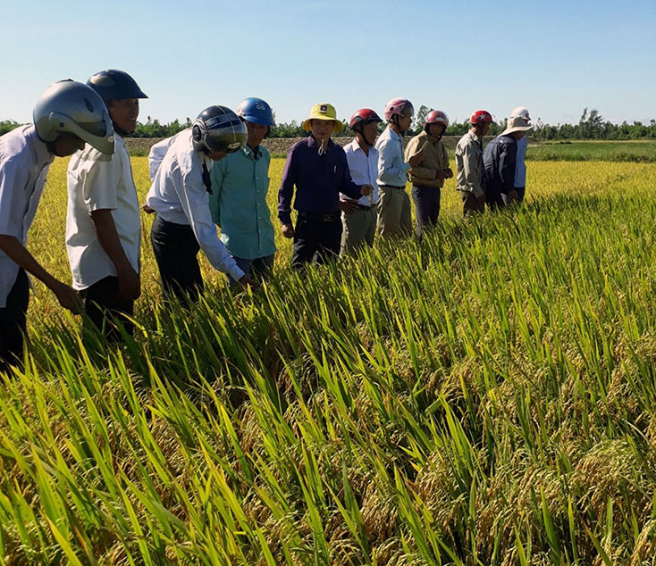 Thị xã Ba Đồn: Năng suất lúa đông-xuân ước đạt 57,5 tạ/ha