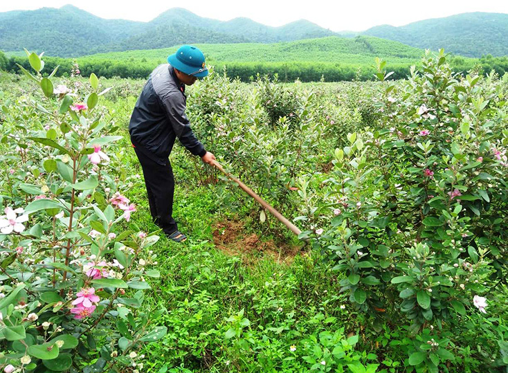 "Lối mở" cho vùng gò đồi Cao Quảng