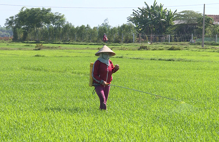 Khẩn trương phòng trừ bệnh đạo ôn cổ bông hại lúa