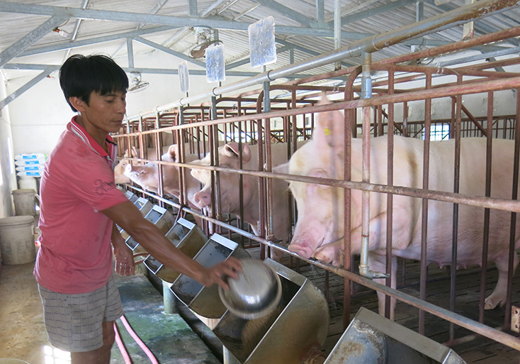 Quảng Trạch: Tập trung tái đàn sau dịch tả lợn châu Phi