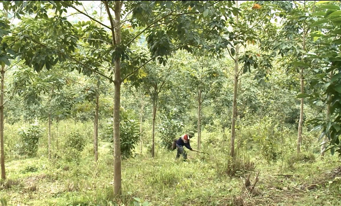 Minh Hoá: Nông dân tích cực trồng rừng phát triển kinh tế