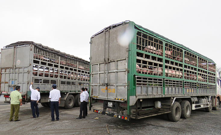 Phát hiện, xử lý 2 ô tô vận chuyển gần 350 con lợn không rõ nguồn gốc