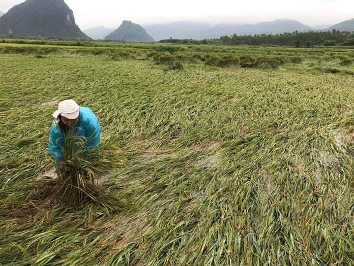 Tuyên Hóa: Giông lốc làm gãy hàng trăm ha lúa đông-xuân