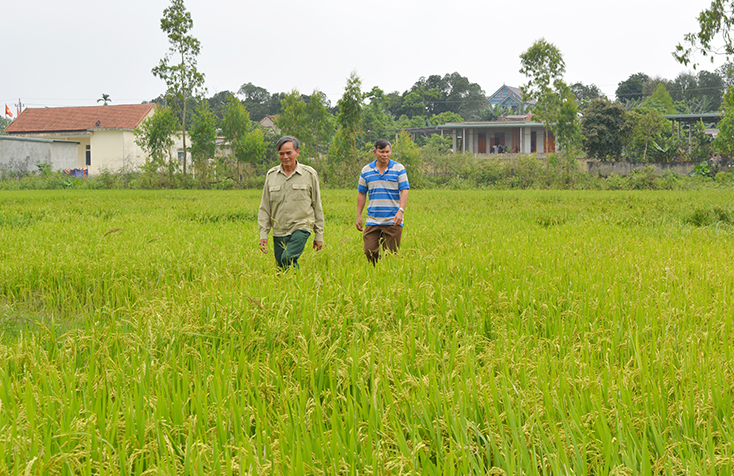 Bí thư Chi bộ kiêm Trưởng thôn "chuyên nghiệp"
