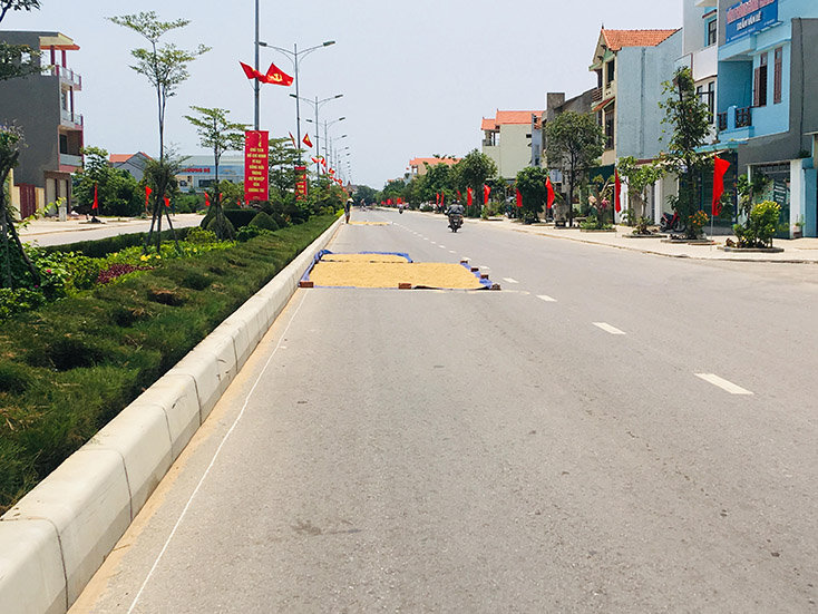 Phơi lúa trên đường: Nguy cơ gây tai nạn giao thông