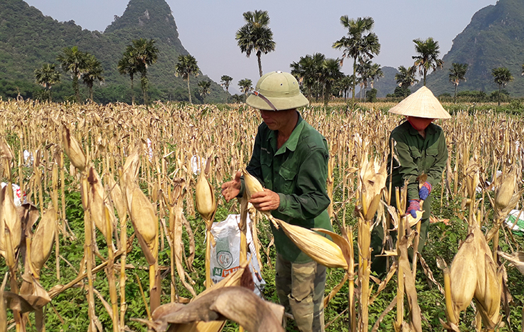 Nông dân Tuyên Hóa được mùa ngô