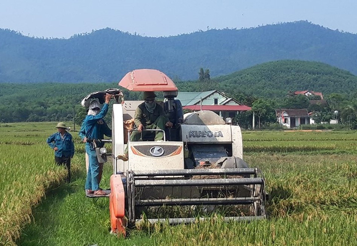 Năng suất và sản lượng lúa vụ đông-xuân năm nay giảm