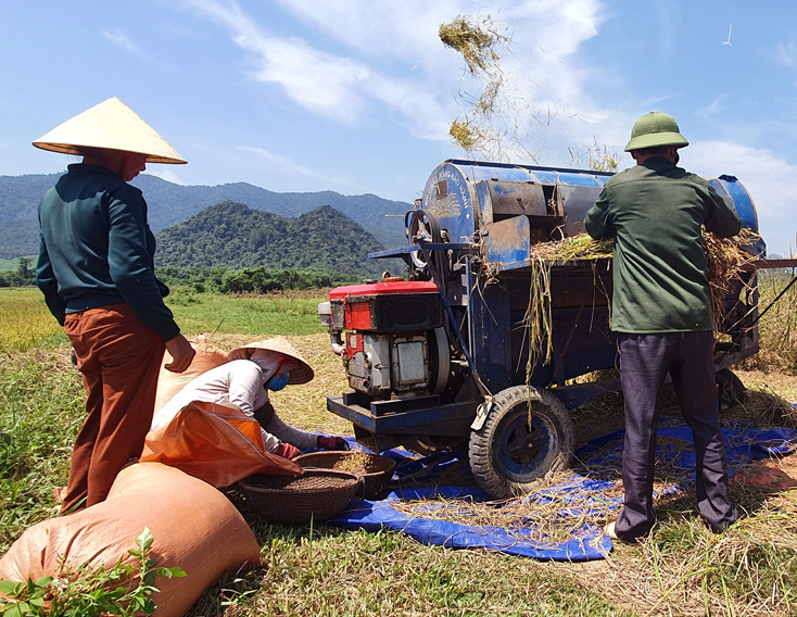 Tuyên Hóa: Thiệt hại hơn 261ha lúa vụ đông-xuân