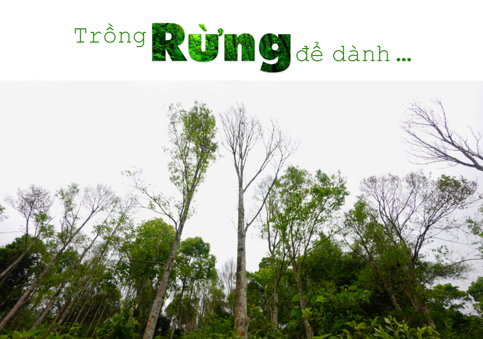 Trồng rừng để dành...