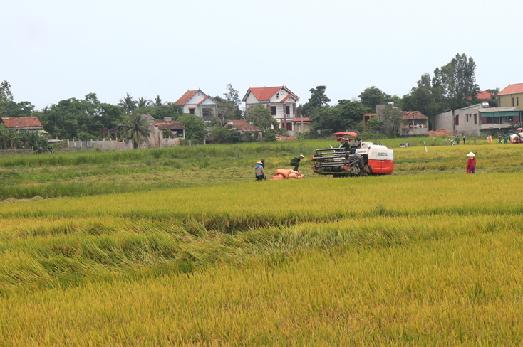 Quảng Ninh: Năng suất lúa đông-xuân giảm 3,2 tạ/ha
