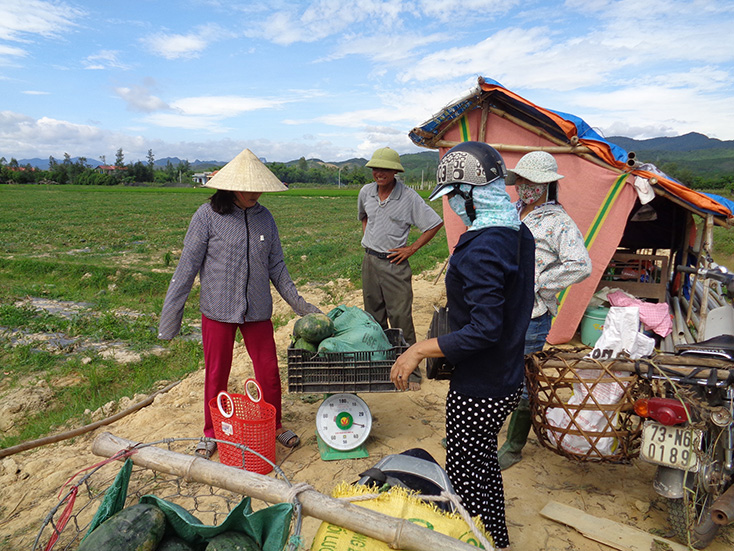 Hàm Ninh được mùa dưa hấu