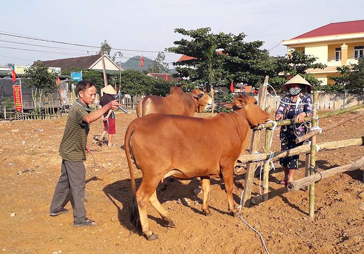 Tuyên Hóa: Chủ động tiêm phòng cho đàn gia súc, gia cầm
