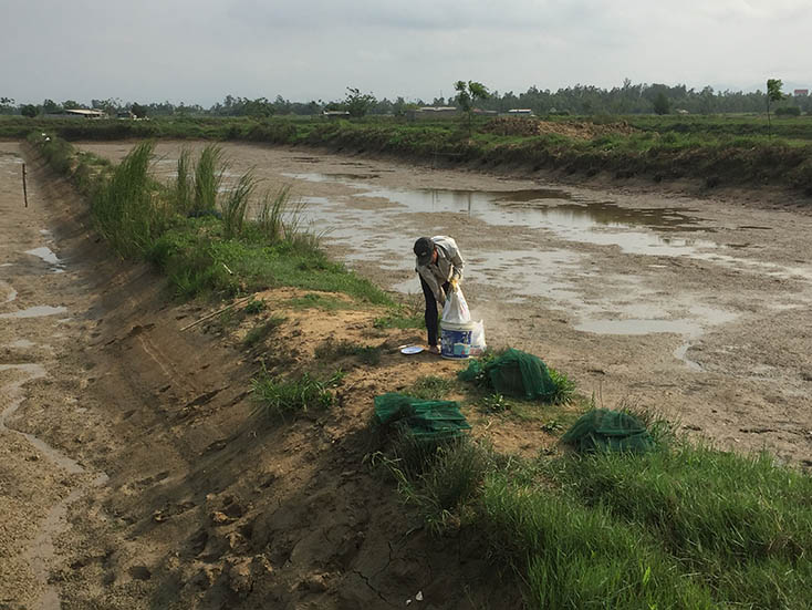 Tập trung phòng, chống dịch bệnh trên tôm