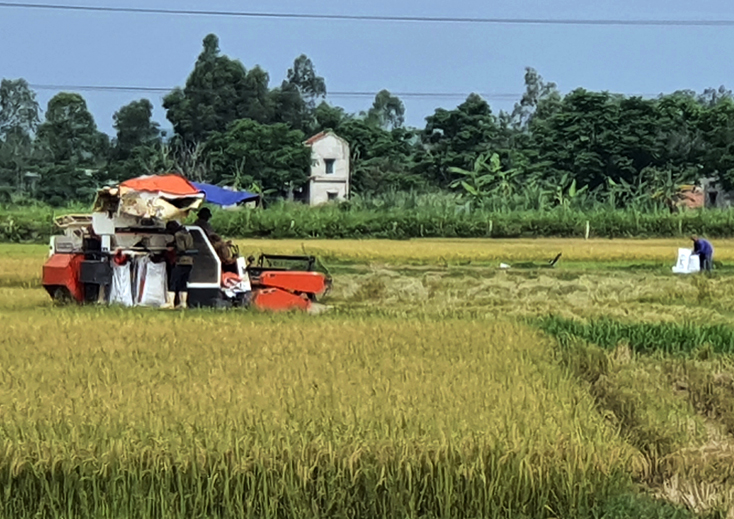 Các địa phương tập trung thu hoạch lúa vụ đông-xuân