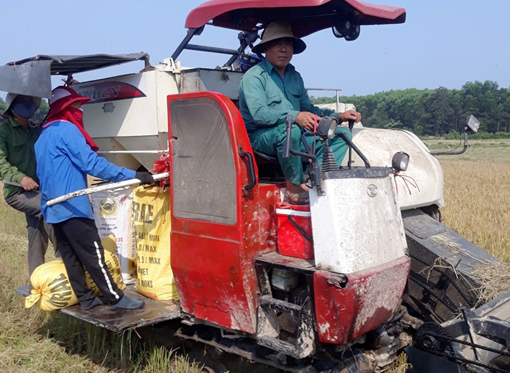 "Bám ruộng" làm giàu