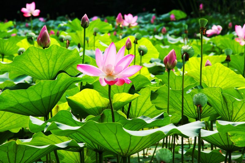 Giọt sen