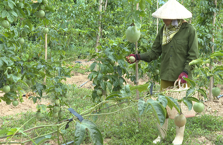 Phát triển cây chanh leo trên vùng đất Quảng Kim