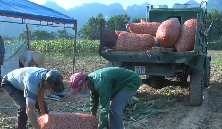 Minh Hóa được mùa vụ đông-xuân