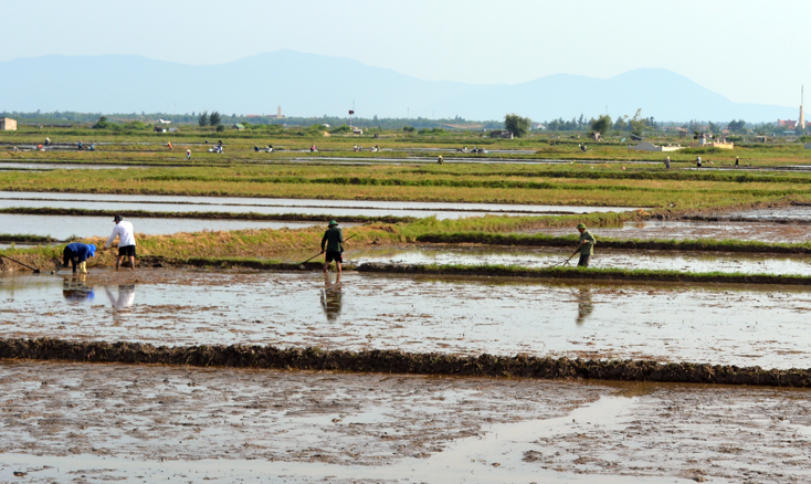 Bố Trạch: Phấn đấu sản xuất 2.650 ha lúa hè-thu