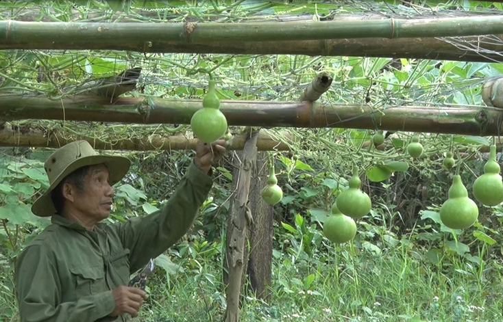 Minh Hóa: Phát triển trên 200ha đất trồng rau màu
