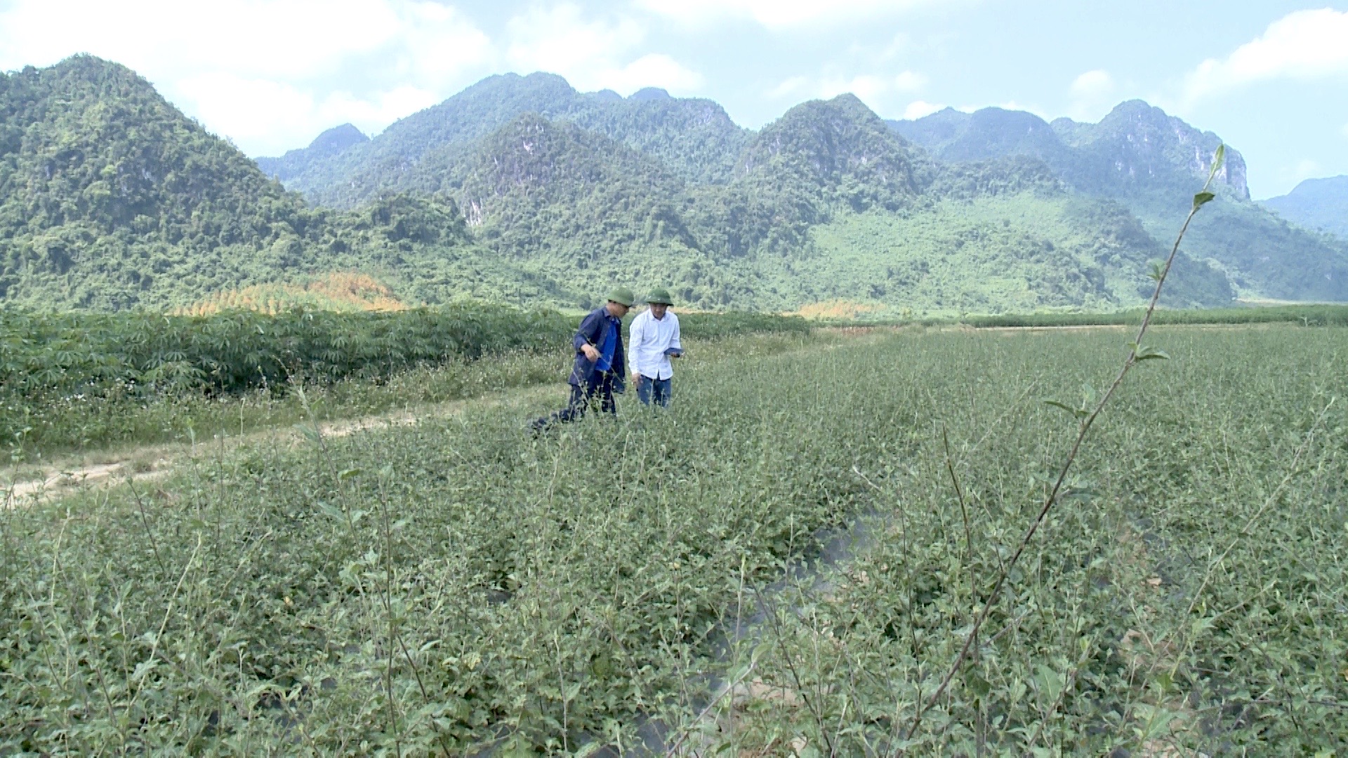 Xuân Trạch nhân rộng mô hình trồng cây cà gai leo