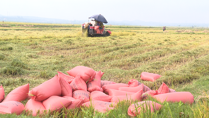 Quảng Trạch: Năng suất lúa đông-xuân đạt cao nhất từ trước đến nay