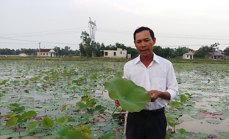 Trồng sen trên đất lúa