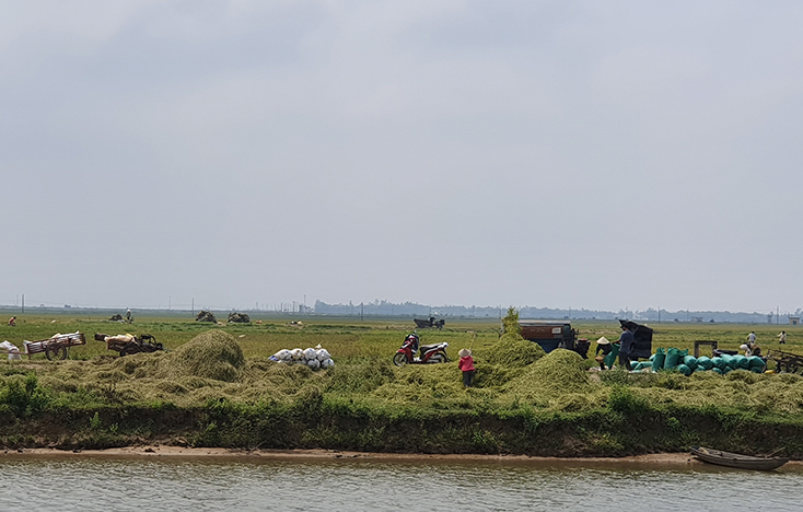 Sản xuất vụ đông-xuân 2019-2020: Vụ mùa thành công